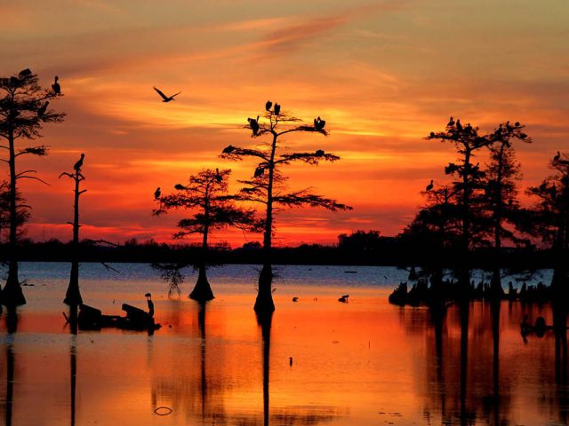 Exploring the Bayous of Louisiana: A Journey Through Nature and Culture